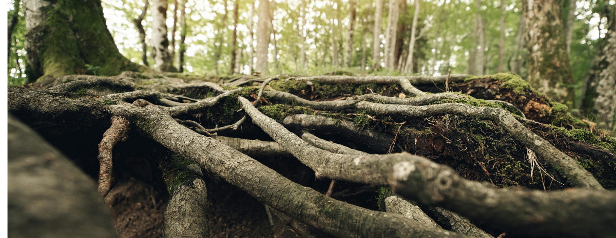 Rooted in Stories with Daniel Ramirez